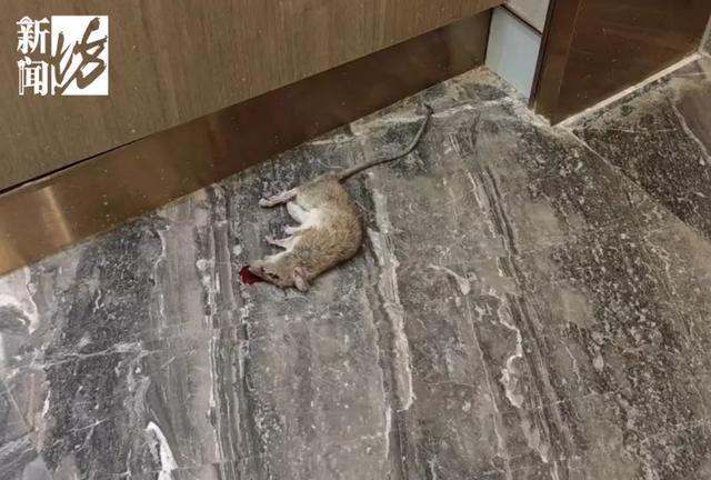 每天痴迷捡垃圾！楼道堆满垃圾邻居被逼得卖房AG真人国际厅上海阿姨住3600万豪宅却(图3)
